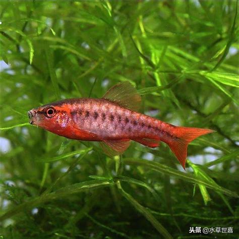 燈科魚種類|魚類圖鑑：常見的100種燈科魚（上）